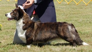 BISS Ch Myrddin's Black Star  "Brandy"  2003-2015