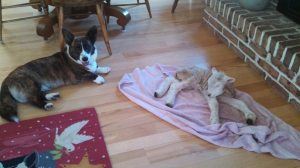 Lucy watching over the new baby lamb