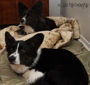 Penny (front, Tori x Boomer) with her Aunt Daisy