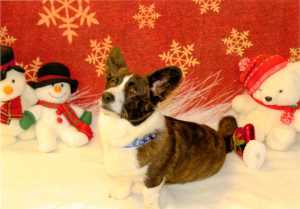 Handsome Sheldon (Boomer x Tori)